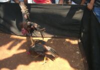 【BIメールマガジン Vol.615】木鶏の境地